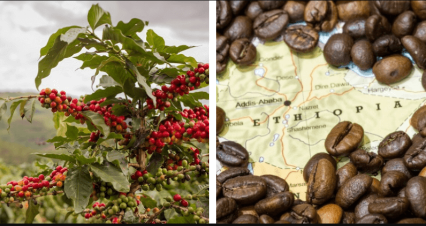 MELANGE MOKA D'ETHIOPIE
