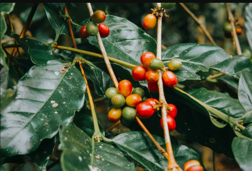 PAPOUASIE BIO KOROFEIGU