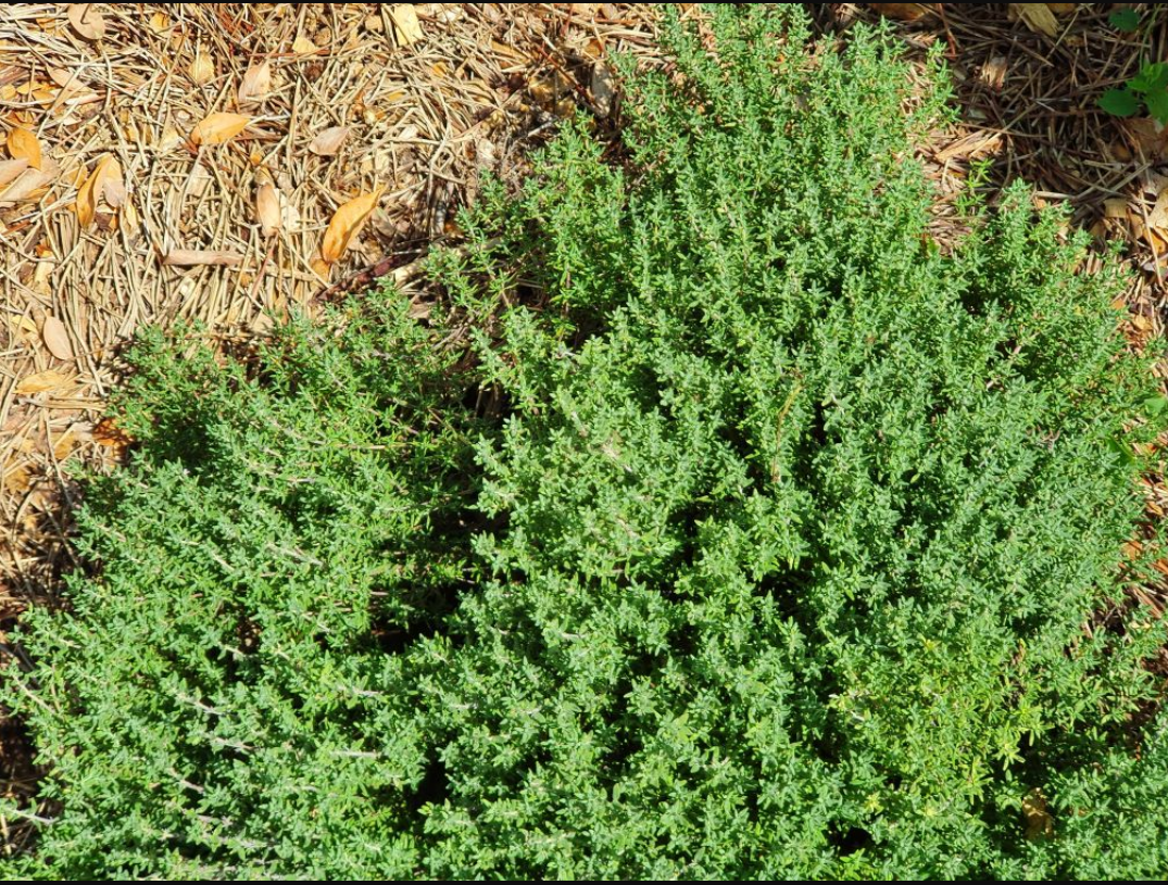 THYM DE MONTAGNE