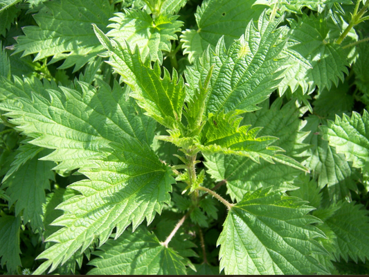 FEUILLE D'ORTIE