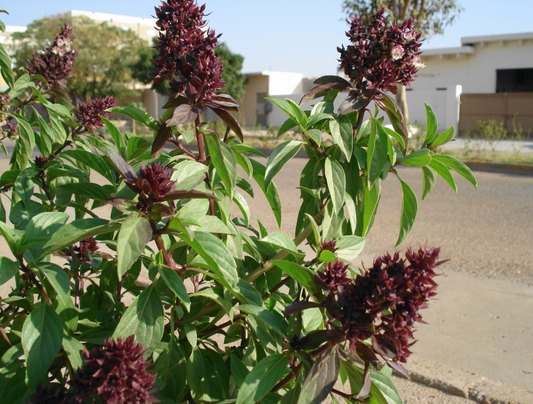 TULSI